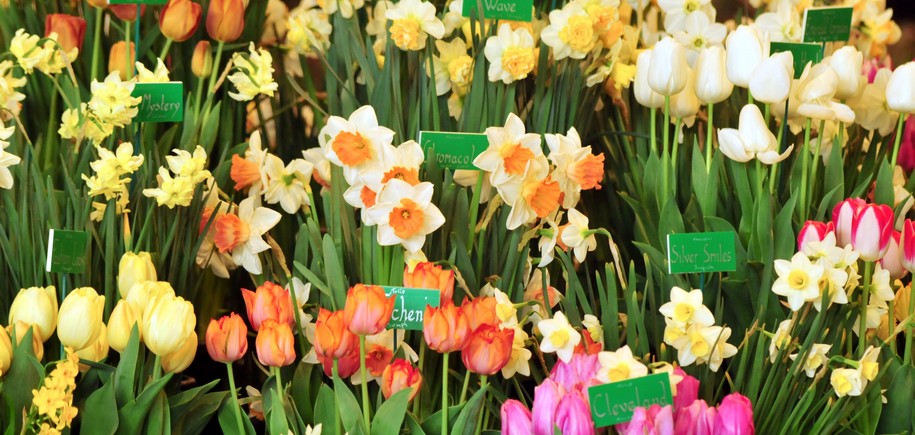 Harrogate Flower Show