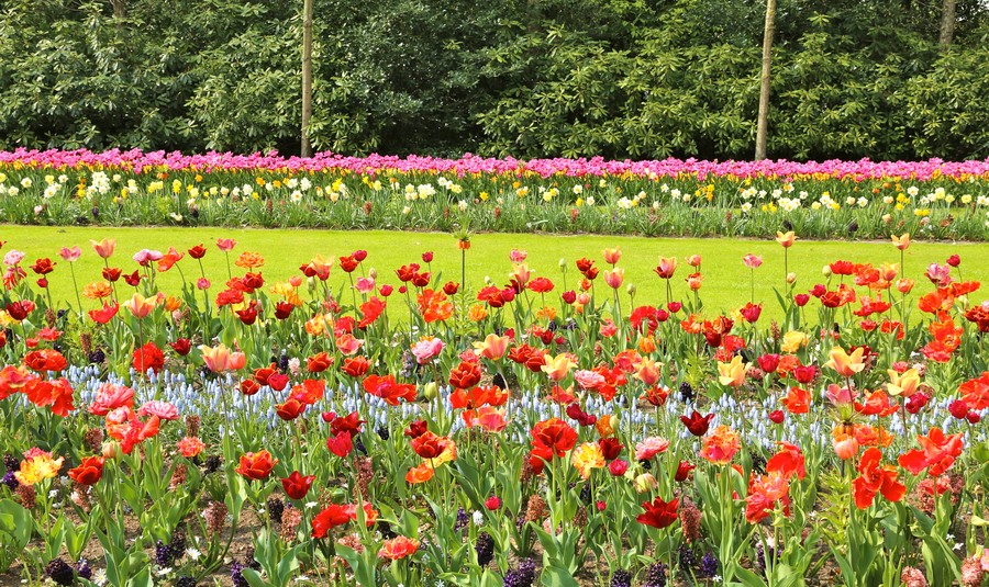 Holland in Bloom